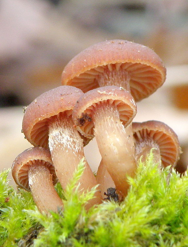 smeťovka Tubaria sp.