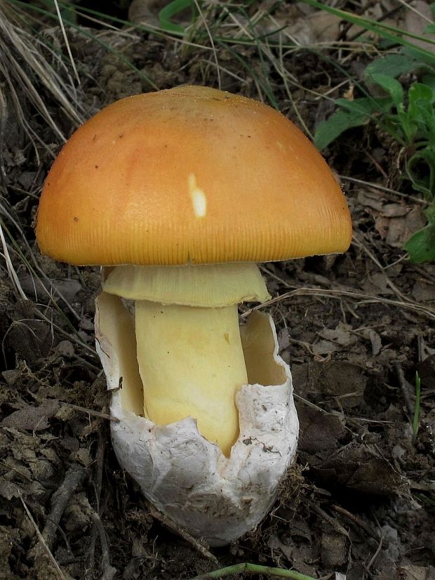 muchotrávka cisárska Amanita caesarea (Scop.) Pers.