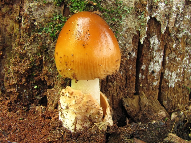 muchotrávka plavohnedá Amanita fulva Fr.