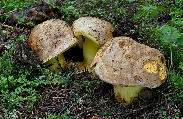 hríb horský Butyriboletus subappendiculatus (Dermek, Lazebn. & J. Veselský) D. Arora & J.L. Frank