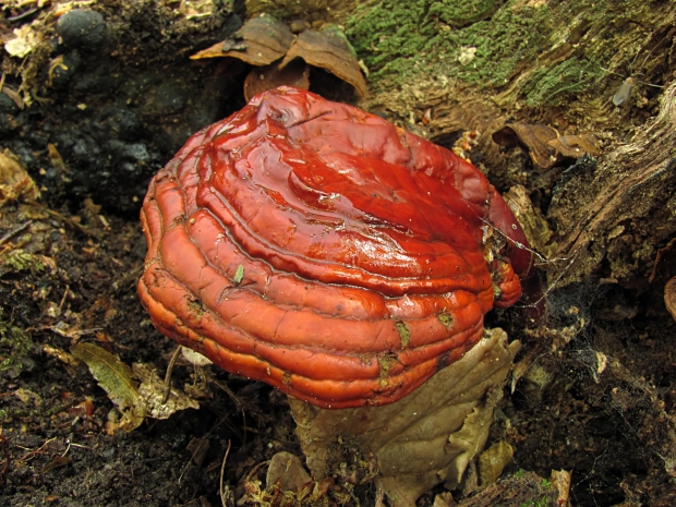 lesklokôrovka obyčajná Ganoderma lucidum (Curtis) P. Karst.