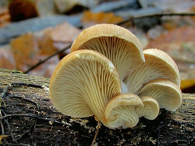 hliva Pleurotus sp.