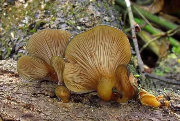 pňovka neskorá Sarcomyxa serotina (Pers.) P. Karst.