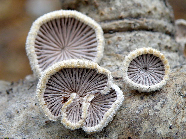 klanolupeňovka obyčajná Schizophyllum commune Fr.