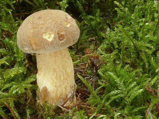 masliak strakatý Suillus variegatus (Sw.) Kuntze