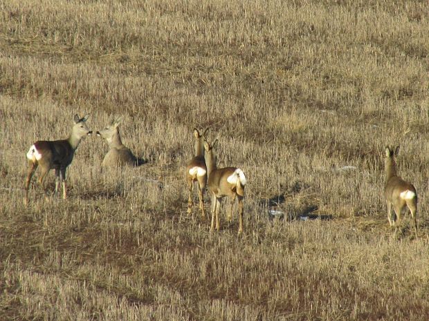 srnec lesny-srna Capreolus capreolus