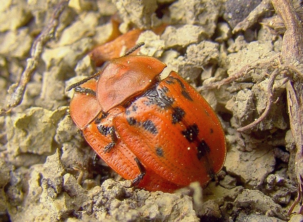 štítonoš černoskvrnný Cassida murraea