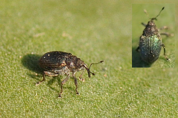 nosáčik Ceutorhynchus cf. sulcatus