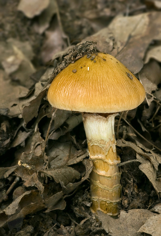 pavučinovec mazľavý Cortinarius trivialis J.E. Lange