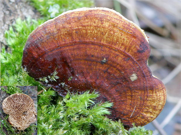 sieťkovček červenkastý Daedaleopsis confragosa (Bolton) J. Schröt.