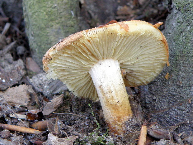 strapcovka Hypholoma sp.