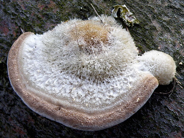 trúdnikovec chlpatý Trametes hirsuta (Wulfen) Lloyd