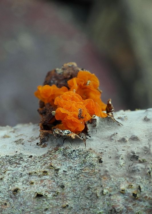 rôsolovka Tremella sp.