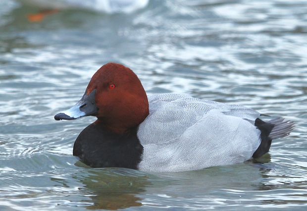 chochlačka sivá Aythia ferina (L.)