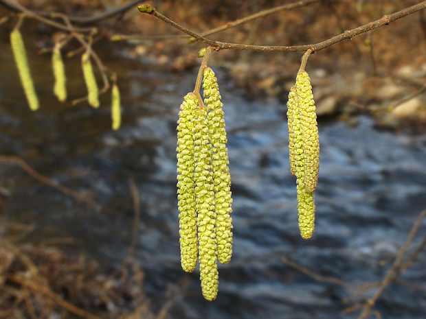 lieska obyčajná Corylus avellana L.