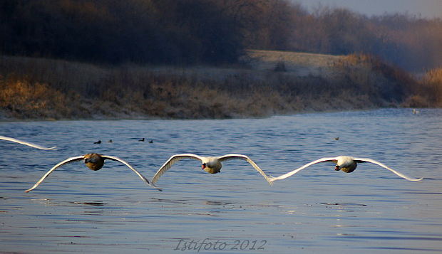 labuť veľká(hrbozobá) Cygnus olor