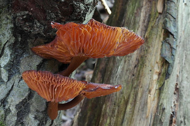 plamienka Flammulina sp.