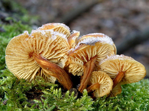 plamienka Flammulina sp.