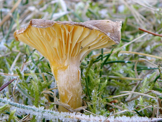 šťavnačka mrazová Hygrophorus hypothejus (Fr.) Fr.