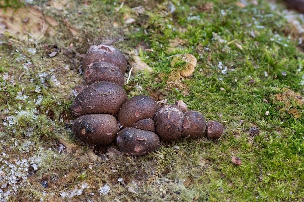 vlčinka Lycogala sp.