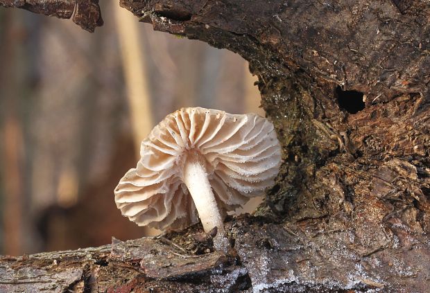 prilbička Mycena sp.