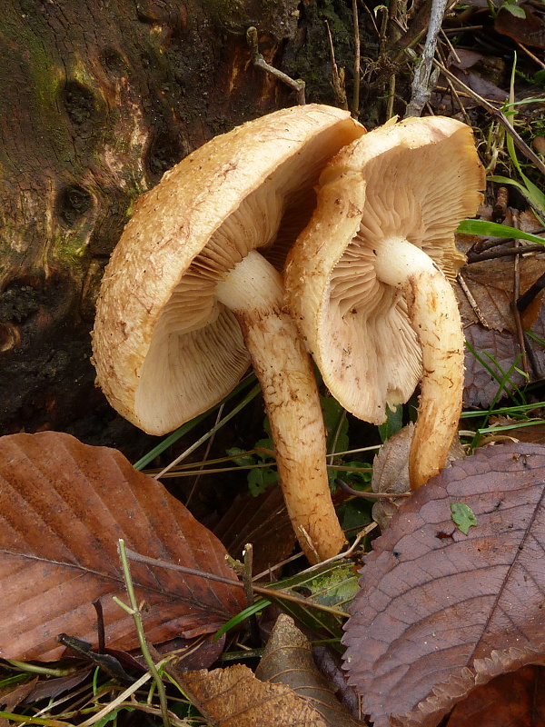 šupinovka Pholiota sp.