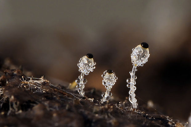 mrštec jagavý Pilobolus crystallinus (F.H. Wigg.) Tode