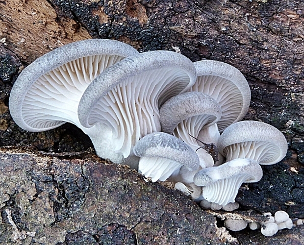 hliva ustricovitá modrastá Pleurotus columbinus Quél.