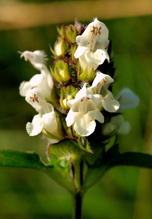 čiernohlávok zastrihovaný Prunella laciniata (L.) L.