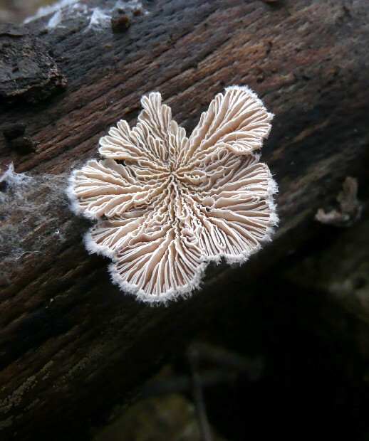 klanolupeňovka obyčajná Schizophyllum commune Fr.