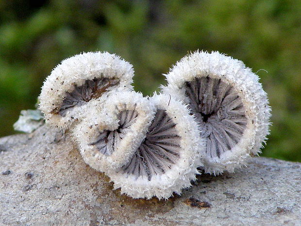 klanolupeňovka obyčajná Schizophyllum commune Fr.