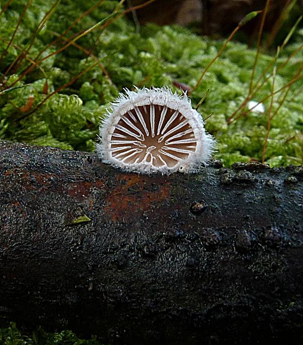 klanolupeňovka obyčajná Schizophyllum commune Fr.