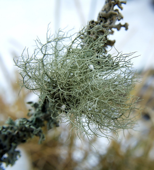 bradatec srstnatý Usnea hirta (L.) Weber ex Wigg.