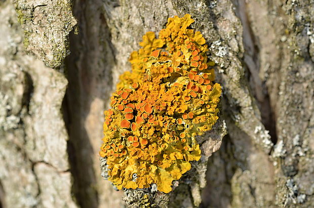 diskovník múrový Xanthoria parietina var. parietina