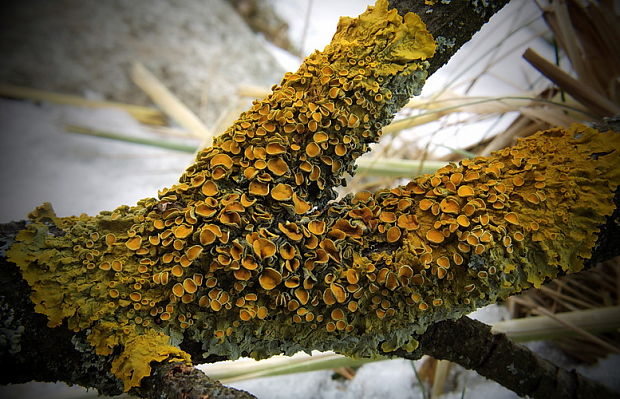 diskovník múrový Xanthoria parietina var. parietina