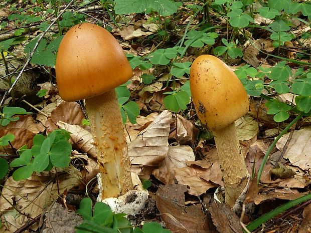 muchomůrka šafránová - Muchotrávka oranžová Amanita crocea  (Quél.) Singer