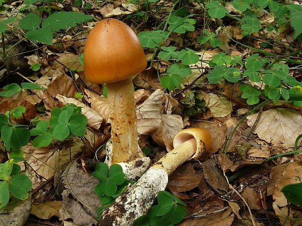 muchomůrka šafránová - Muchotrávka oranžová Amanita crocea  (Quél.) Singer