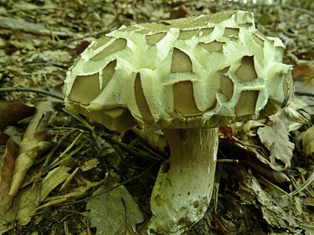 hríb dubový Boletus reticulatus Schaeff.