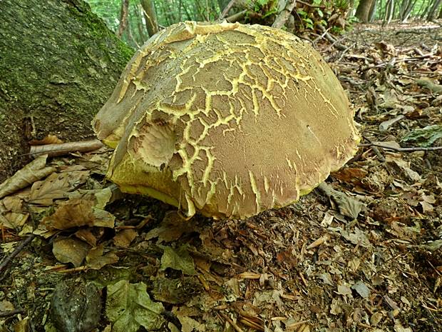 hríb príveskatý Butyriboletus appendiculatus (Schaeff. ex Fr.) Secr.