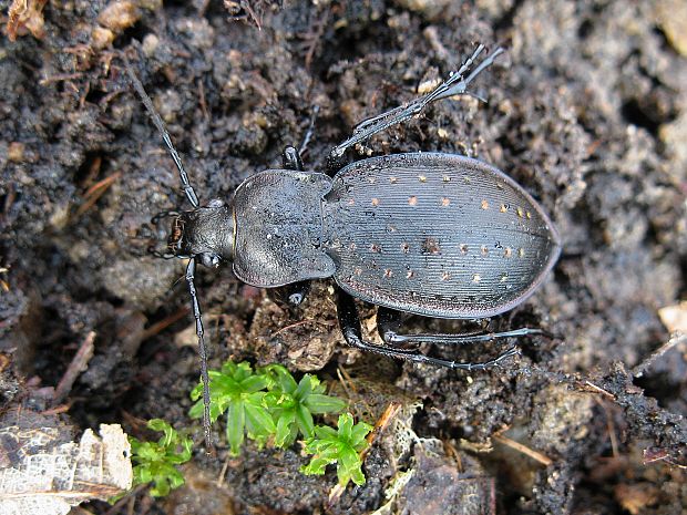 bystruška záhradná Carabus hortensis