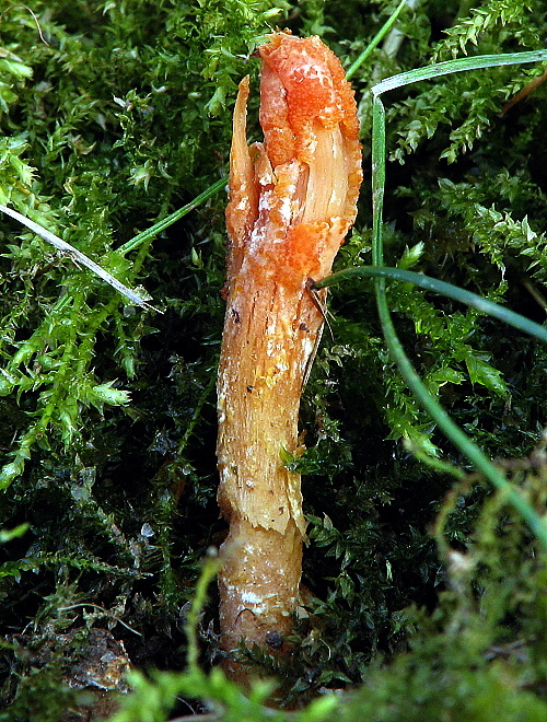 žezlovka hmyzová Cordyceps militaris (Fr.) Link