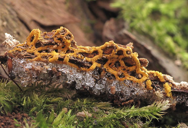 slizovka Hemitrichia serpula (Scop.) Rostaf.