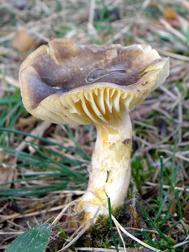 šťavnačka mrazová Hygrophorus hypothejus (Fr.) Fr.