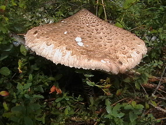 bedľa Macrolepiota sp.