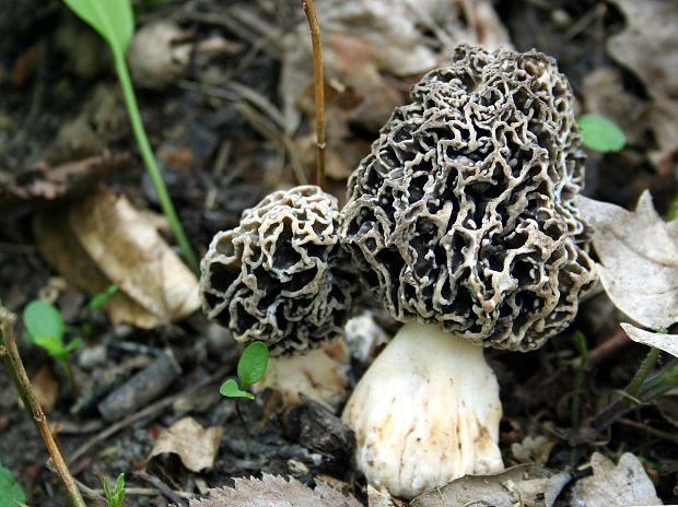 smrčok jedlý Morchella esculenta (L.) Pers.