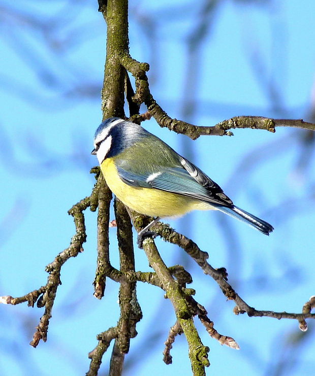 sýkorka belasá Parus caeruleus