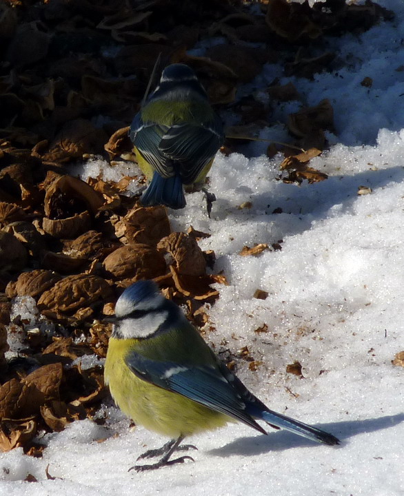 sýkorka belasá Parus caeruleus