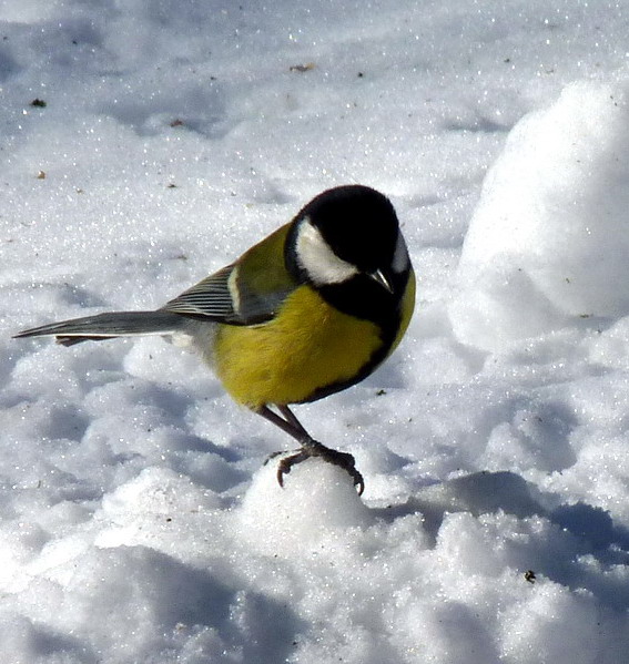 sýkorka bielolíca Parus major