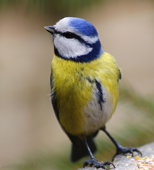 sýkorka belasá Parus caeruleus