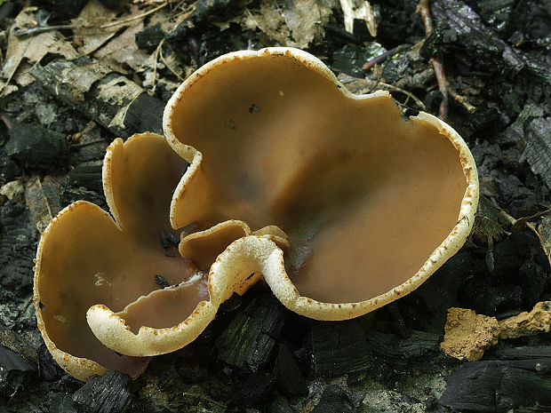 čiaška sivohnedá Peziza echinospora P. Karst.